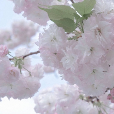 塔城福瑞交流群